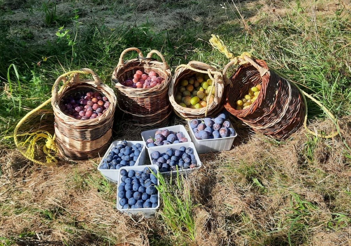 Cours de greffage sous l'écorce